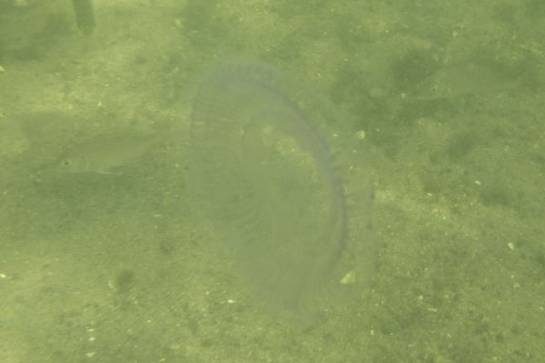 Jellyfish - Flat Jellyfish