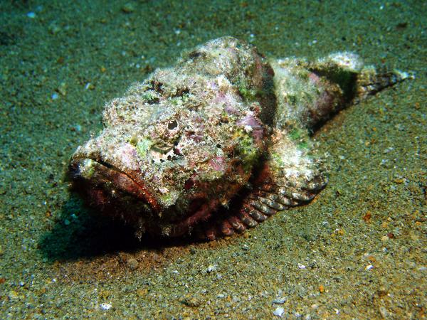 Scorpionfish - Stonefish