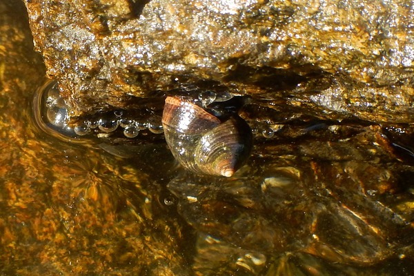 Sea Snails - Eastern Mudsnail