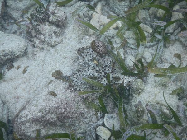 Starfish - Cushion Sea Star