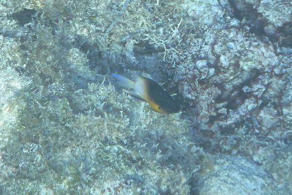 Damselfish - Bicolor Damselfish