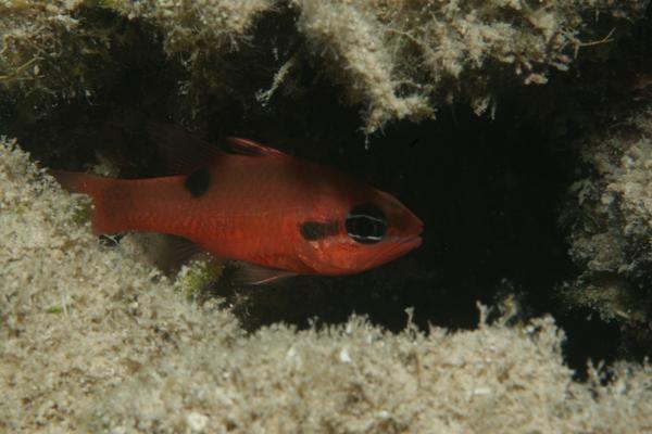 Cardinalfish - Flamefish