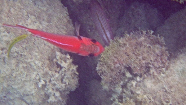 Isopods - Cymothoid Isopod
