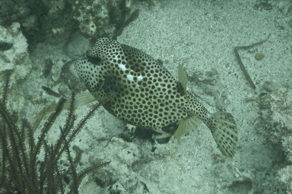 Trunkfish - Spotted Trunkfish