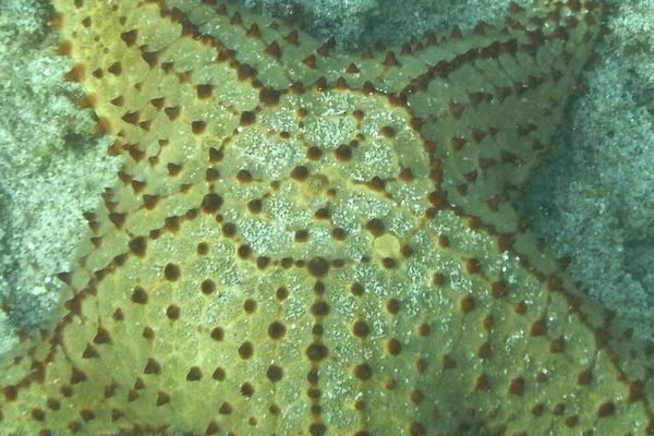 Starfish - Cushion Sea Star