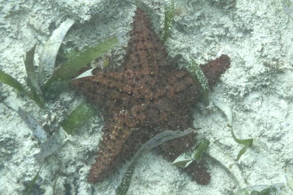 Starfish - Cushion Sea Star