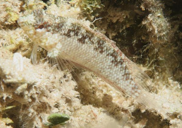 Blennies - Rosy Blenny