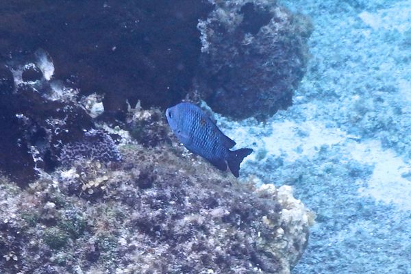 Damselfish - Sergeant Major