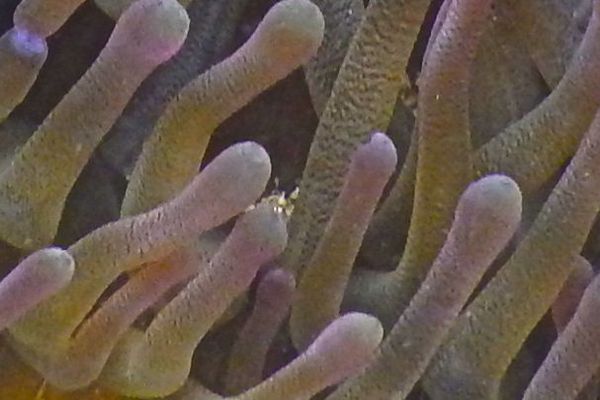 Shrimps - Squat Anemone Shrinp