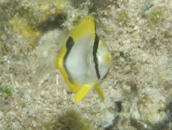 Butterflyfish - Spotfin Butterflyfish