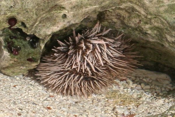 Sea Urchins - West Indian Sea Egg