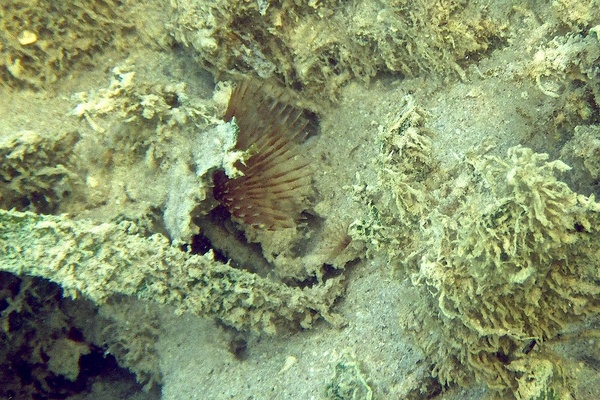 Featherduster Worms - Variegated Feather Duster