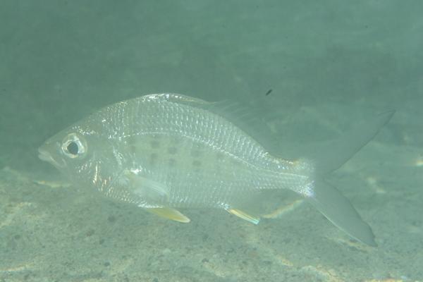 Mojarras - Yellowfin Mojarra