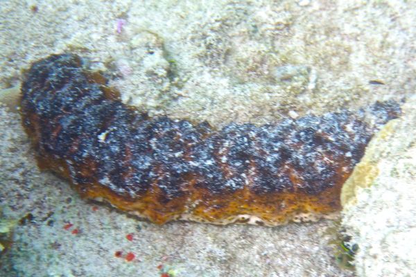 Sea Cucumbers - Five Toothed Sea Cucumber