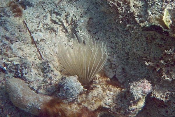 Featherduster Worms - Ghost Feather Duster