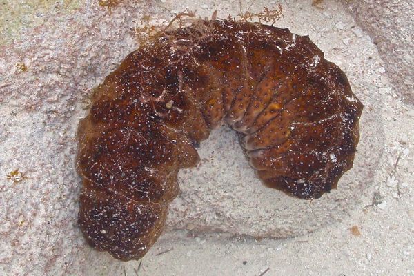 Sea Cucumbers - Five Toothed Sea Cucumber