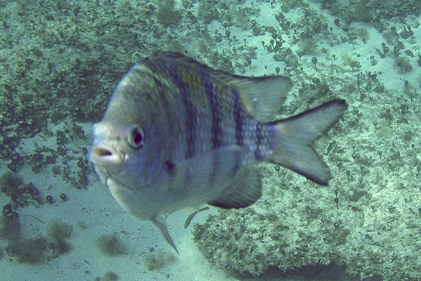 Damselfish - Sergeant Major