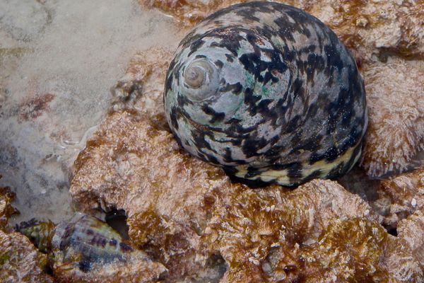 Sea Snails - Magpie Shell