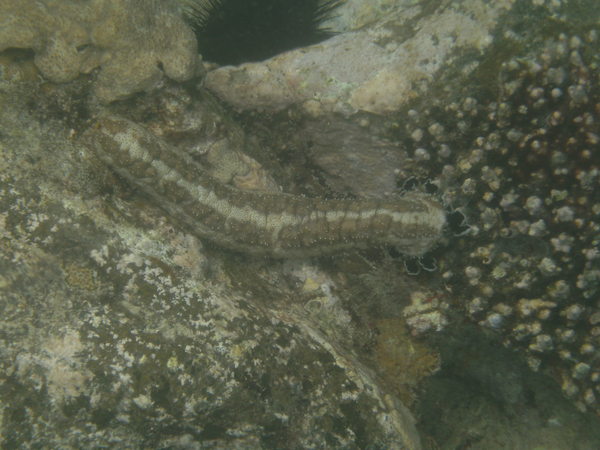 Sea Cucumbers - Godeffroy's Sea Cucumber