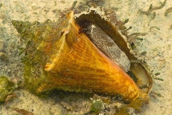 Sea Snails - Queen Conch