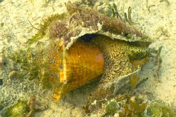 Sea Snails - Queen Conch