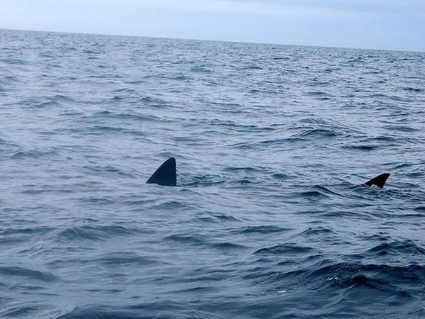 Sharks - Basking Shark