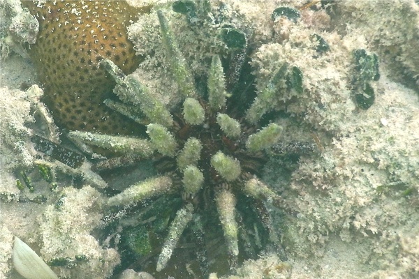 Sea Urchins - Slate Pencil Sea Urchin