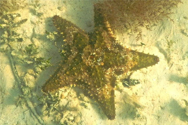 Starfish - Cushion Sea Star