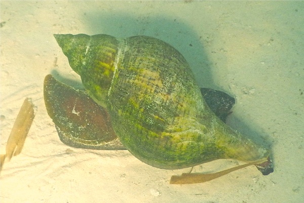 Sea Snails - Tulip Snail