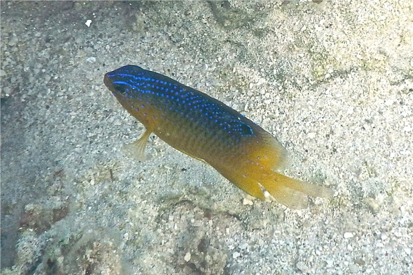 Damselfish - Beaugregory Damselfish