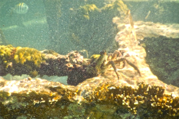 Spider Crabs - Channel Clinging Crab