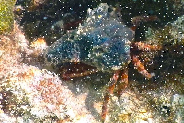 Crabs - Sponge Decorator Crab