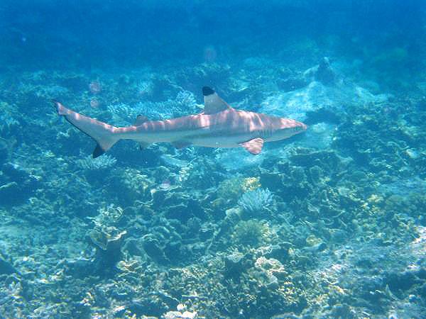 Sharks - Blacktip Reef Shark