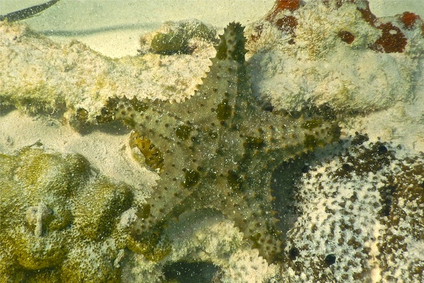 Starfish - Cushion Sea Star