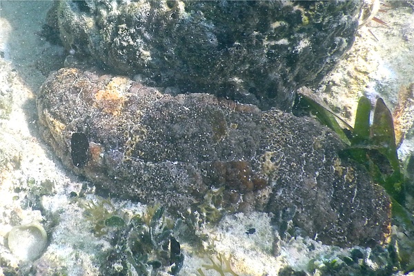 Sea Cucumbers - Florida Sea Cucumber