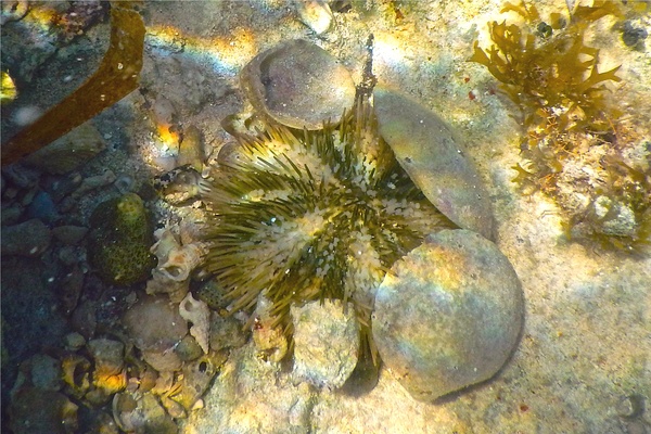 Sea Urchins - Variegated Sea Urchin