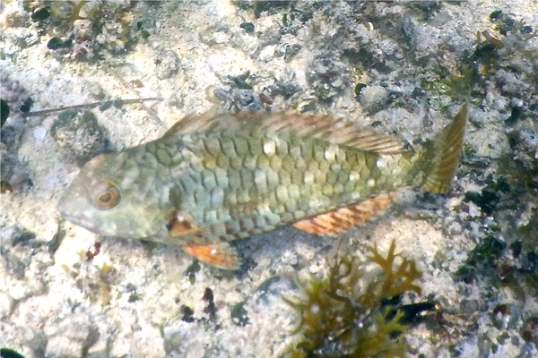 Parrotfish - Stoplight Parrotfish