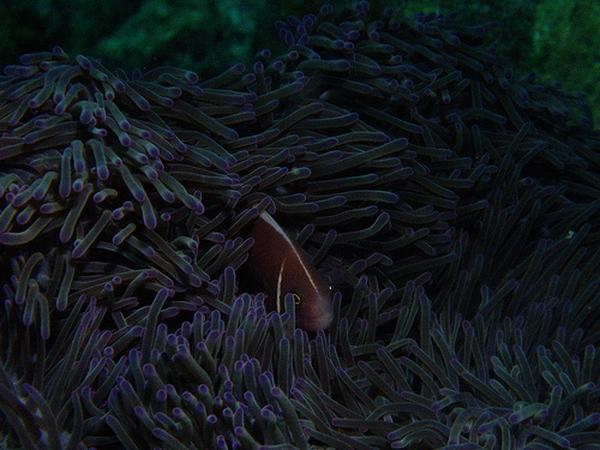 Damselfish - Pink Anemonefish