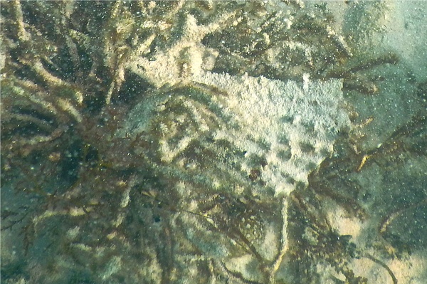 Bivalve Mollusc - Rigid Penshell