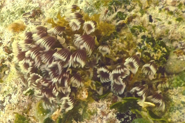 Featherduster Worms - Social Feather Duster Worm