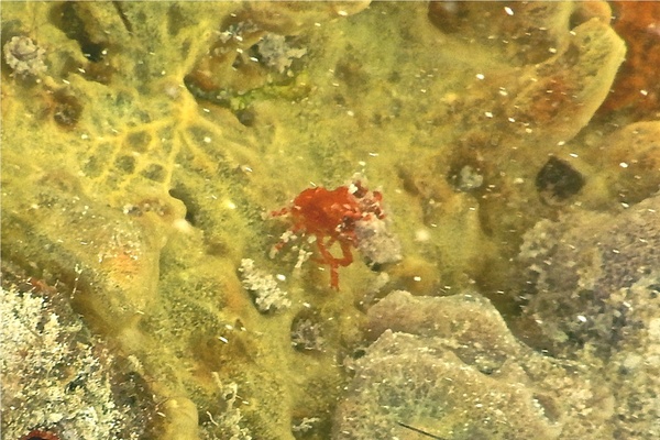 Crabs - Red Reef Hermit Crab