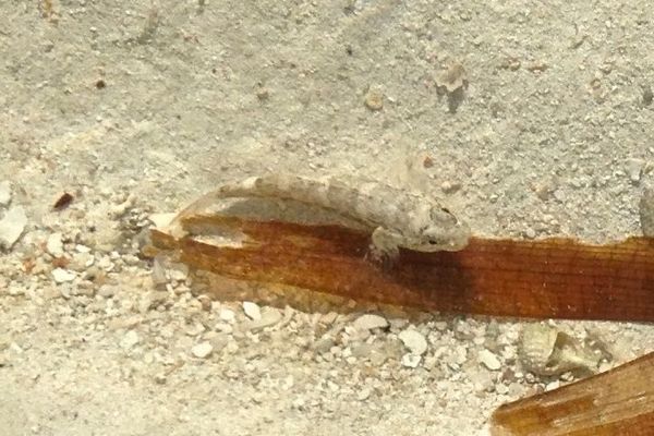 Gobies - Notchtongue Goby