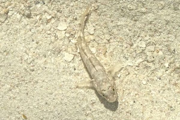 Gobies - Notchtongue Goby