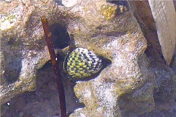 Sea Snails - Checkered Nerite