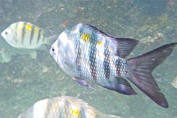 Damselfish - Sergeant Major