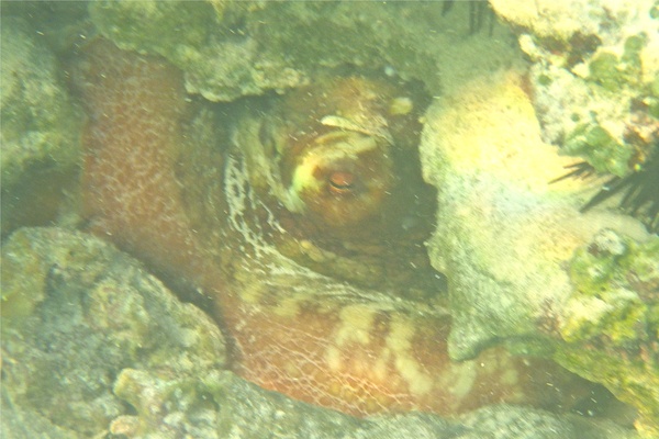 Octopuses - Common Octopus