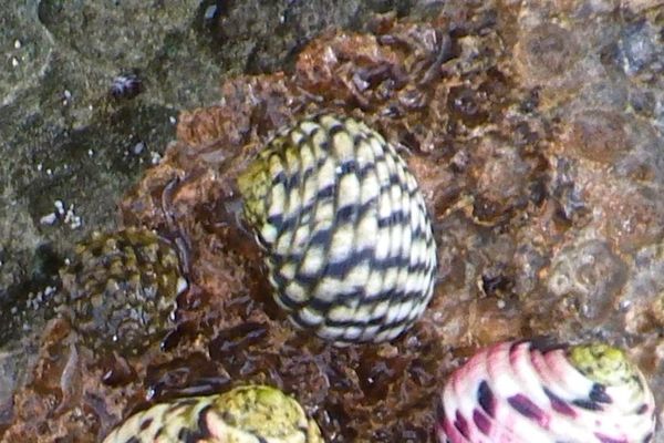 Sea Snails - Checkered Nerite