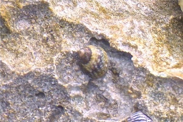 Sea Snails - Virgin Nerite