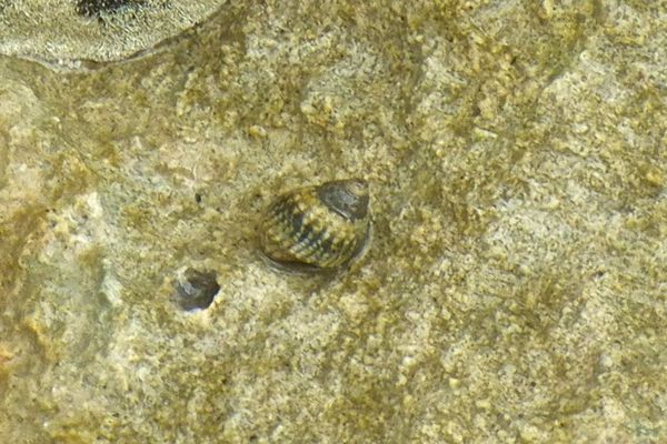 Sea Snails - Virgin Nerite
