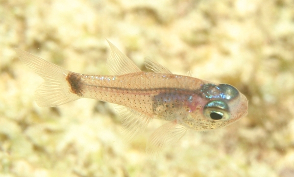 Cardinalfish - Dusky Cardinalfish